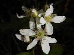 Image result for Rubus chapmanianus