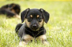 manja labrador schaferhund mix sh079 18 tiere suchen ein zuhause tiervermittlung hunde schaferhund mix
