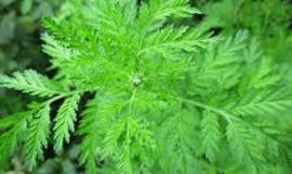 Por que a ciência considera Artemisia annua uma planta milagrosa?
