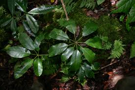 Image result for Astropanax goetzenii