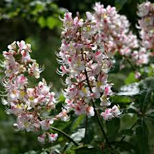 We did not find results for: Indian Horse Chestnut Barcham Trees