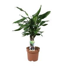 Image result for Dracaena steudneri