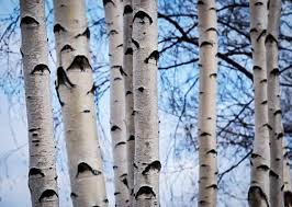 The white birch tree is considered a small to medium sized deciduous (a tree or shrub that loses their leaves seasonally ) tree which usually grows to white birch is hardy, fast growing and require little care. Birch Trees Buy Birch Trees Online With Free Sh The Tree Center