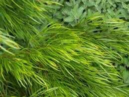 Image result for Carex cognata