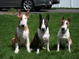 We did not find results for: Miniature Bull Terrier This 15 Facts Will Make You Fall Inlove About This Bully Breed American Bully Daily