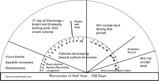 Dogs Heat Cycle Chart Dog In Heat Dog Heat Cycle