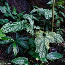 Image result for Cercestis