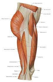 The leg muscles are organized in 3 groups: 44 Muscles And Anatomy Ideas Anatomy Muscle Anatomy Human Anatomy