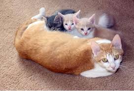 The pooches are very patient and gentle with the little kitten that can't contain its excitement about playtime, but after a. Mother S Day Your Way Aspcapro