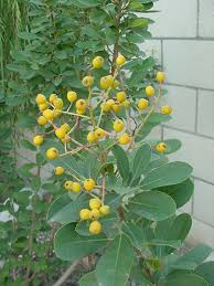 Image result for Duosperma glabratum