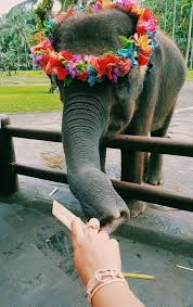 Pin By M A I S O N On Animals Animals Cute Baby Animals Cute Creatures
