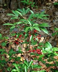 Image result for Ardisia
