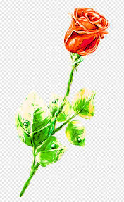 Beach Rose Drawing Flower Colored Pencil Rose Watercolor Painting Blue Flower Arranging Png Pngwing Remember that butterfly we drew together a few weeks ago? beach rose drawing flower colored