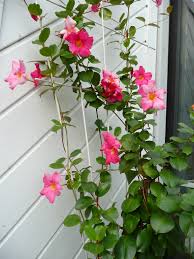 Image result for dipladenie sanderi obrázek