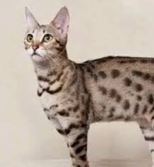 How much does a bengal cat cost? Savannah Cat Breeders Savannah Cats Bengal Cats For Sale