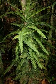 Image result for Vandenboschia