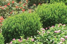 The evergreen shrubs highlighted in green tolerate even full shade. Evergreen Shrubs For Shade Top 17 Choices Plantingtree