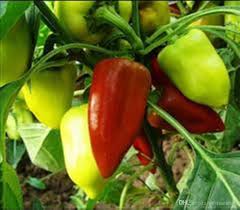 We'll try your destination again in 15 seconds. 2021 Rare Seeds Sweet Pepper Viktoriya Russian Organic Heirloom Vegetable Seed From Bestmeifang 4 62 Dhgate Com