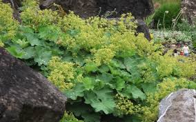Image result for Alchemilla johnstonii