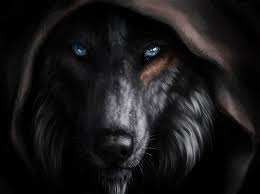View and share our wolf wallpapers post and browse other hot wallpapers, backgrounds and wolves have a length of 1 to 1.5 m, weigh 20 to 80 kilos when they reach adulthood. Dunkler Wolf Hintergrund Lade Auf Dein Handy Von Phoneky Herunter
