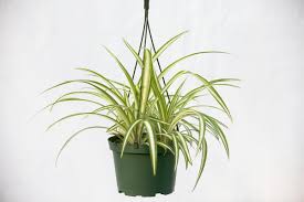 Image result for Chlorophytum pauper