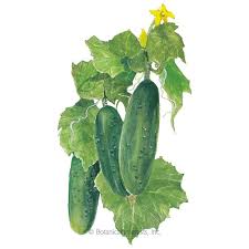 Maybe you would like to learn more about one of these? Marketmore Cucumber Seeds Vegetables Botanical Interests