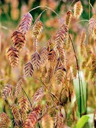 Image result for Chasmanthium latifolium