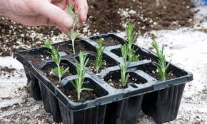 I try to find the optimum time. How To Grow New Plants From Cuttings Gardening Advice The Guardian