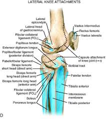 Lateral view of knee joint and ligament in this image, you will find femur, posterior cruciate ligament, anterior cruciate ligament, tibia, the tendon of quadriceps femoris in it. Lateral Posterior And Cruciate Knee Anatomy Clinical Gate