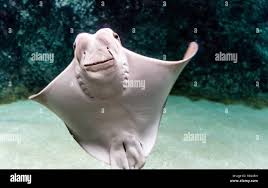Cownose ray rhinoptera bonasus hi-res stock photography and images