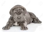 Neapolitan Mastiff Puppies for Sale | Greenfield Puppies