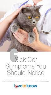7 Sick Cat Symptoms You Should Notice Lovetoknow Sick Cat Symptoms Sick Cat Sick Kitten
