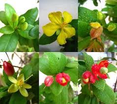 Image result for Ochna kirkii