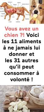 Vous Avez Un Chien Voici Les 11 Aliments A Ne Jamais Lui Donner Et Les 31 Autres Qu Il Peut Consommer A Volonte En 2020 Alimentation Chien Chien Recettes Pour Chien