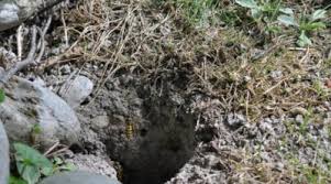 Se débarrasser nid de guepes. Que Faire En Presence D Un Nid De Guepes Ou De Frelons Conseils