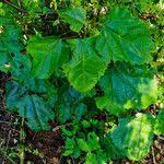 Image result for Macaranga monandra