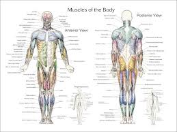 Check spelling or type a new query. Deep And Superficial Muscle Anatomy Posters Muscle Anatomy Human Body Muscles Muscle Diagram