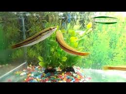Toman adalah nama sejenis ikan buas dari suku ikan gabus (channidae). 93 Gambar Ikan Toman Hd Gambar Pixabay