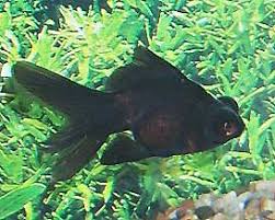 And blurred and finally, loss of vision. Black Moor Goldfish Black Demekin Information Care And Pictures