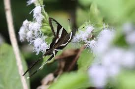 Image result for Basananthe sandersonii