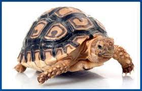 We carry an extensive selection of fish, lizards, snakes, aquatic turtles, tortoises, rodents, feeders (live and frozen). Herp Hobby Shop Exotic Pet Store Oldsmar Fl