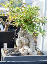 Image result for Kirkia acuminata