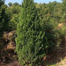 Image result for Cupressus funebris