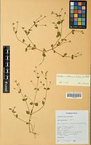 Image result for Lindernia conferta