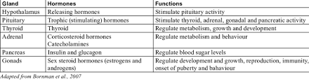 Endocrine Systems Glands And Hormones And Their Functions
