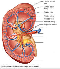 Coronary circulation anatomical cross section diagram, labeled vector illustration scheme. Kidney Blood Vessels Labeled Nephrocalcinosis Kidney Stone Evaluation And Treatment Because The Kidney Filters Blood Its Network Of Blood Vessels Is An Important Component Of Its Structure And Function