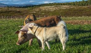 Now i have a plan of things i need to do and on what. Brimi Seter Farm Stay Jotunheimen