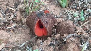Image result for Hydnora