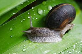 Nerite snails only reproduce in brackish water. Hatching Snail Eggs Tips And Methods You Can Use Pet Ponder