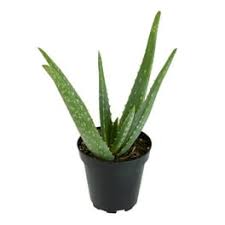 Image result for Aloe zebrina
